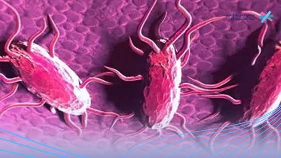 ما-هي-السالمونيلا 