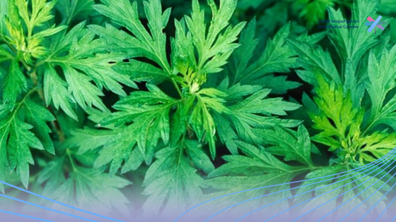 فوائد-الشيح-للشعر-مع-زيت-الزيتون 