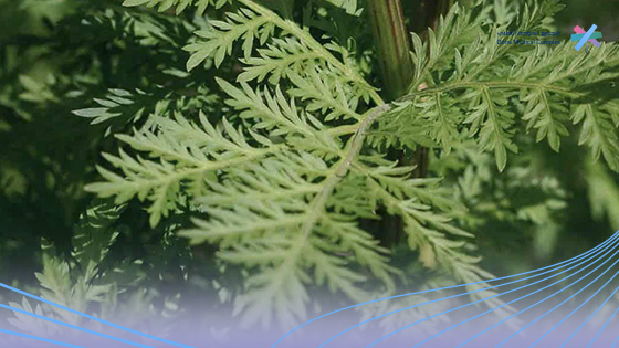 فوائد-الشيح-للشعر-مع-زيت-الزيتون 